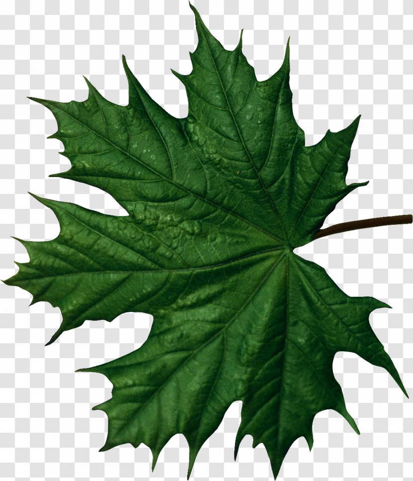 Maple Leaf Function - Drawing - Leaves Transparent PNG