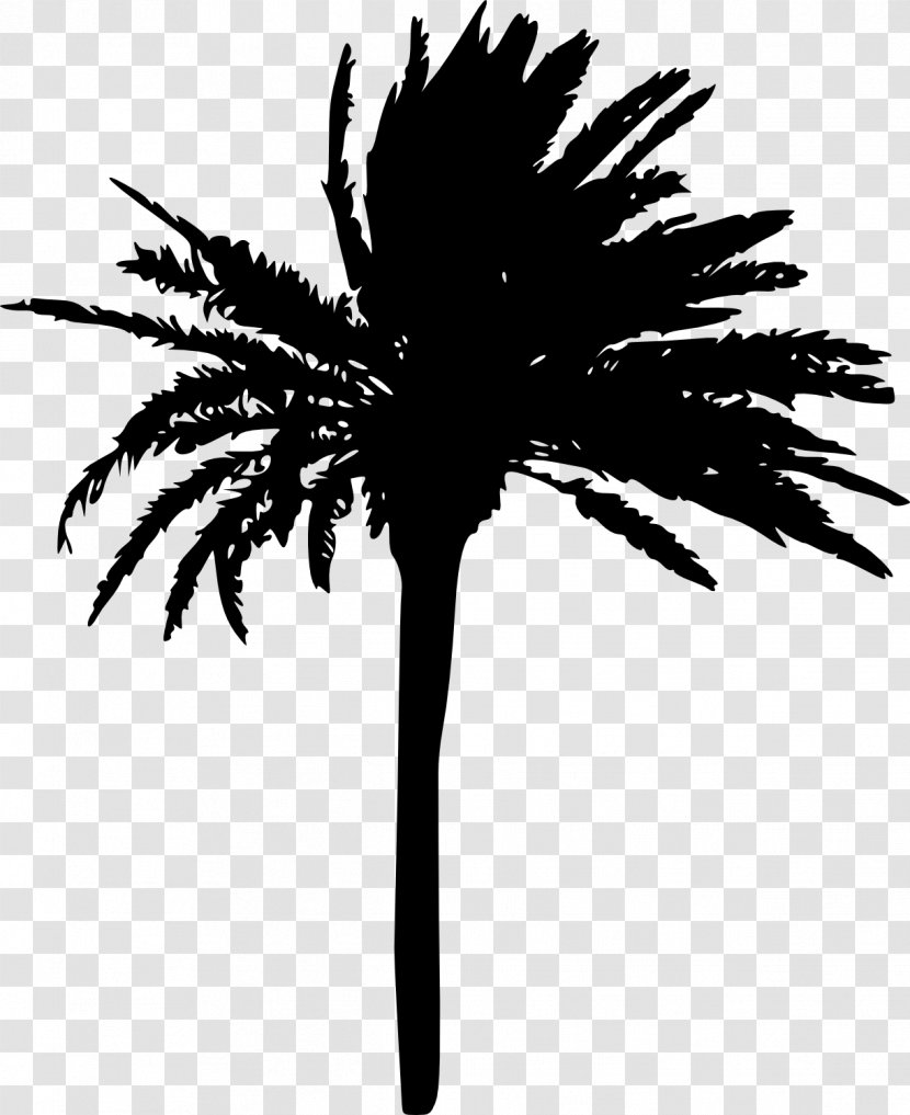 Arecaceae Tree Woody Plant Sabal Palm Transparent PNG