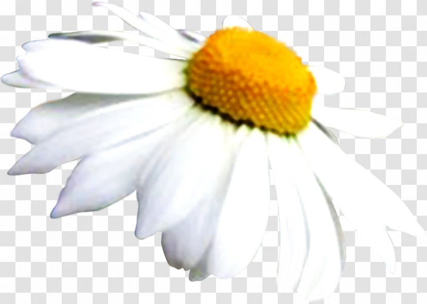 Common Daisy Oxeye Family Roman Chamomile - Plants Transparent PNG