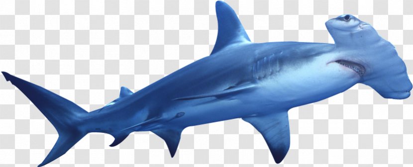 Hammerhead Shark Great White Cartilaginous Fishes - Marine Biology - Fin Transparent PNG