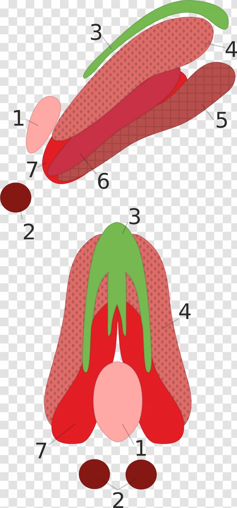 Oculomotor Nerve Nucleus Extraocular Muscles Innervation - Wikiwand Transparent PNG