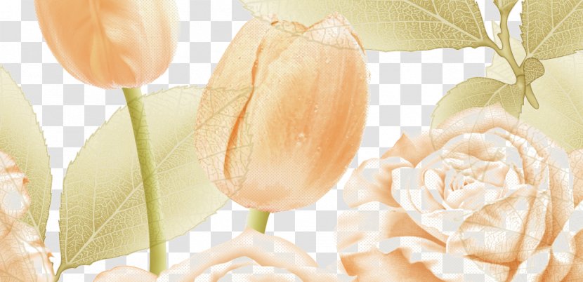 Tulip Flower - Spring - Cut Flowers Transparent PNG
