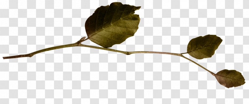 Leaf Anthology Photomontage - Plant - J Transparent PNG