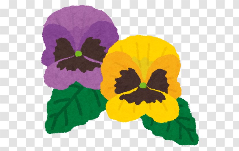 Pansy ビオラ Plate-bande Sowing Flower - Seed Plant Transparent PNG