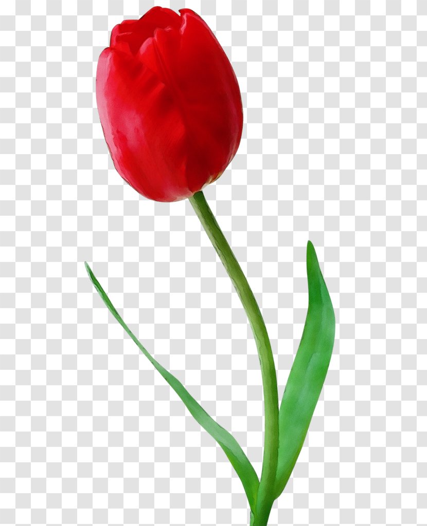 Tulip Flower Plant Stem Flowering - Anthurium - Petal Transparent PNG