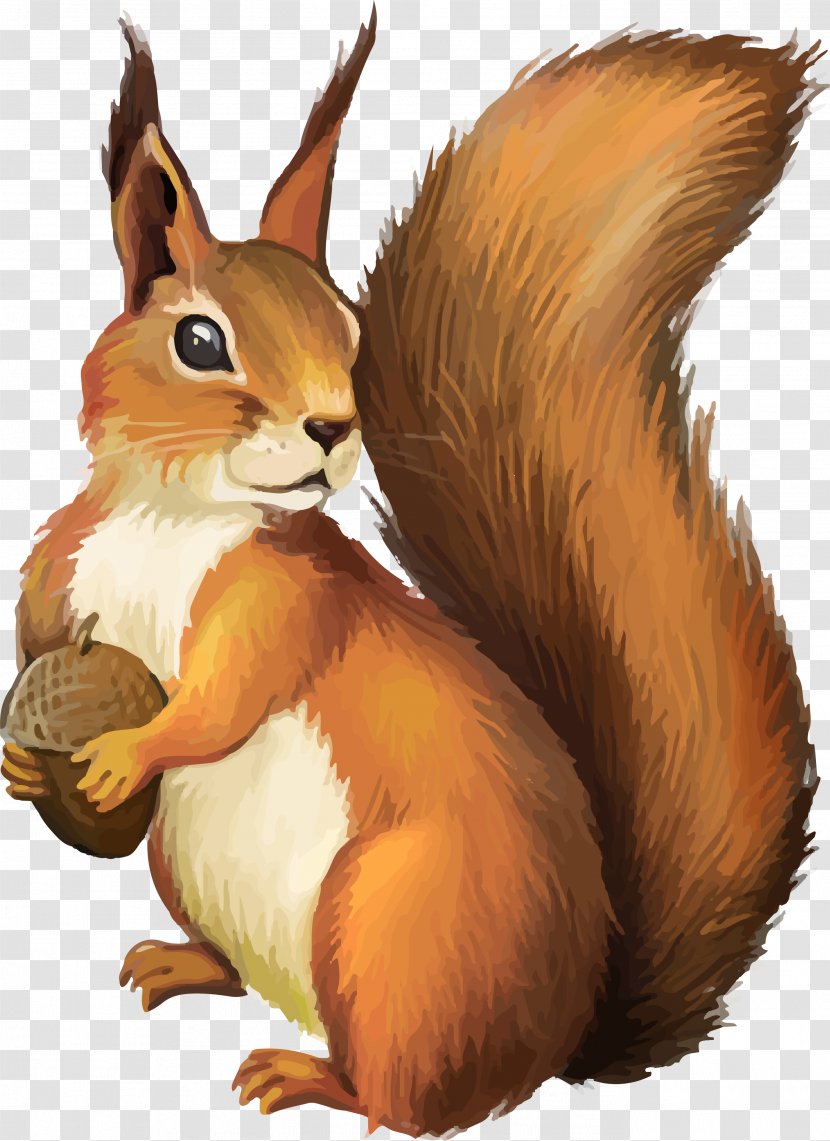 Squirrel Clip Art - Hare Transparent PNG