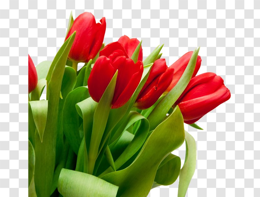 Tulip Flower Red Stock Photography White - Plant Stem - Bouquet Flowers Transparent PNG