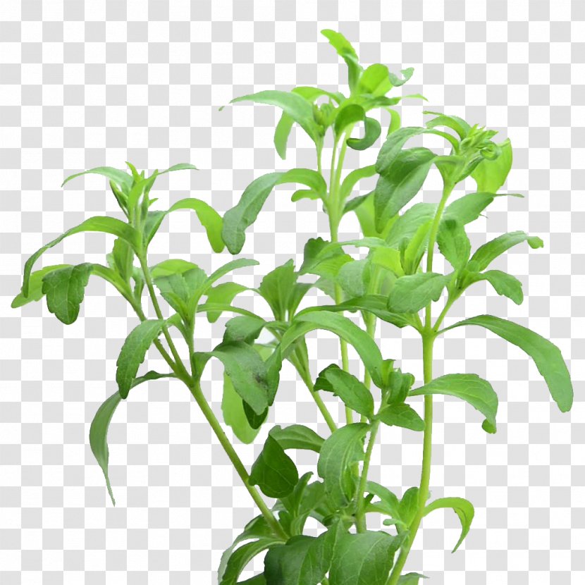 Stevia Sweet Leaf Sugar Substitute Plant Stem Common Fig Transparent PNG