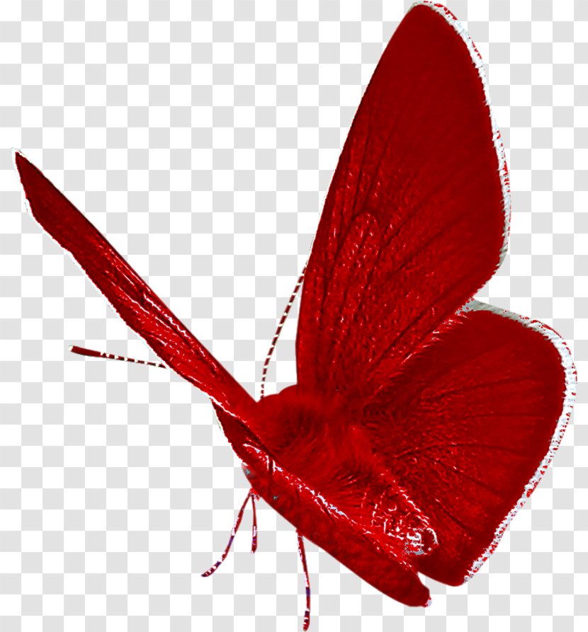 Butterfly Drawing Clip Art - Digital Image Transparent PNG