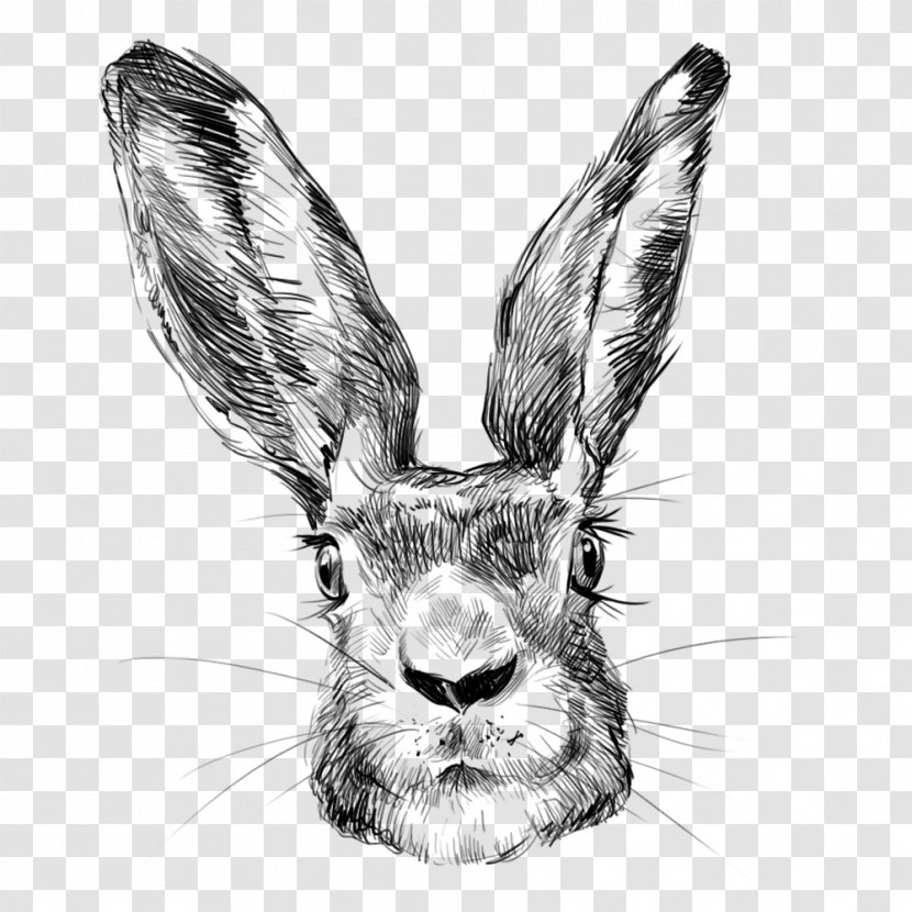 European Rabbit Leporids - Whiskers - Avatar Transparent PNG