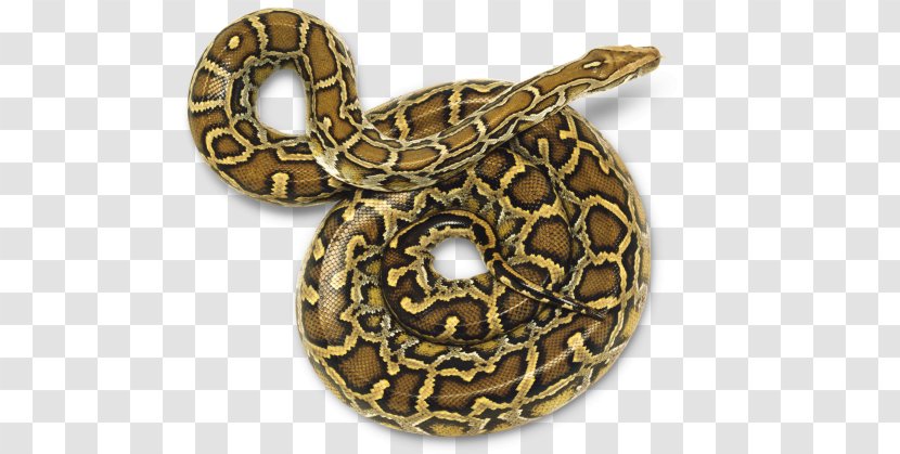 Snake Burmese Python Molurus Reptile - Pythons - Pythonsnake Transparent PNG