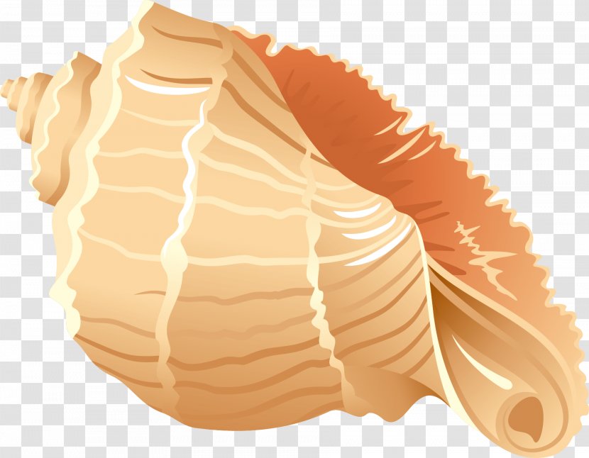 Seashell - Beach - Conch Transparent PNG
