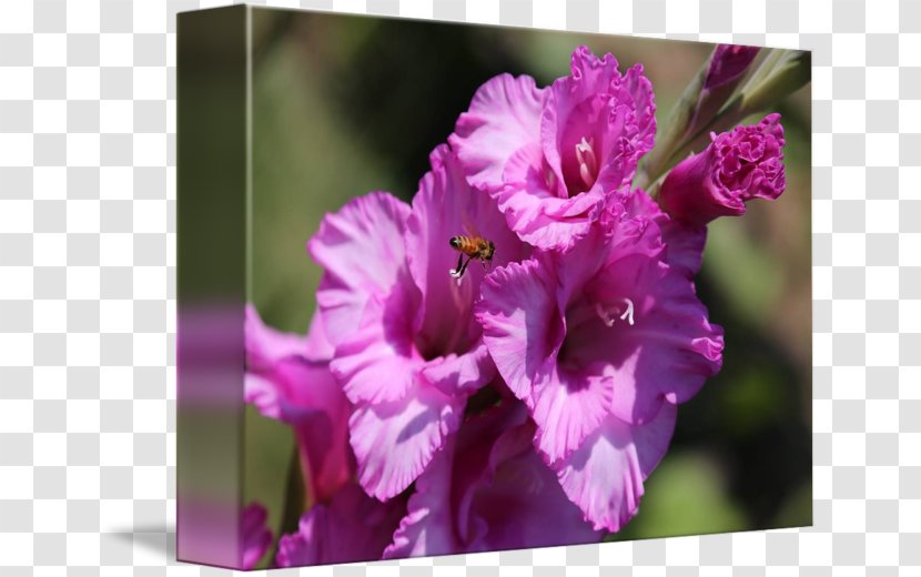 Gladiolus Four O'clocks Mallows Marvel-of-peru Violet - Violaceae Transparent PNG