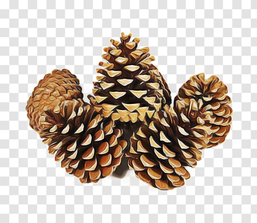 Sugar Pine Columbian Spruce Yellow Fir Oregon Sitka - Lodgepole - Conifer Cone Red Transparent PNG