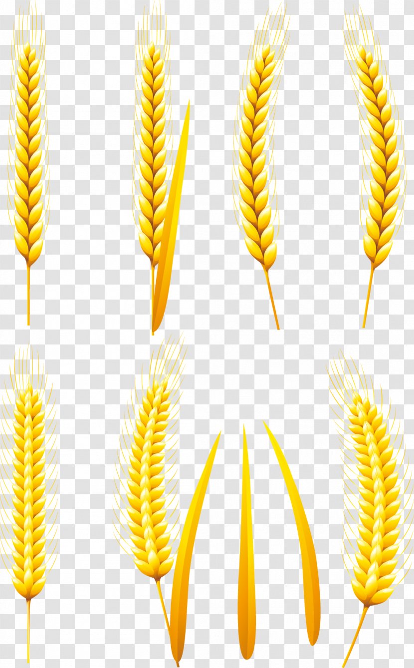 Common Wheat Bread Whole Grain Whole-wheat Flour - Multi-branch Vector Transparent PNG