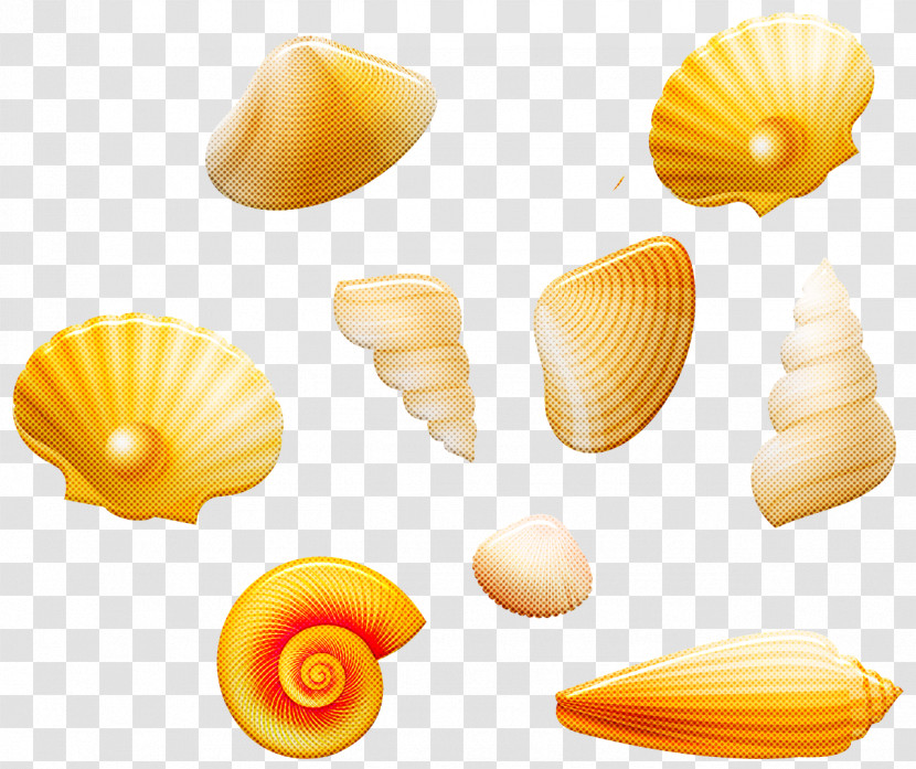 Seashell Cockle Conchology Conch Venerida Transparent PNG
