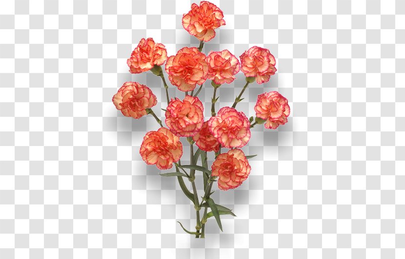 Carnation Cut Flowers Orange Red - Petal - Burgundy Transparent PNG