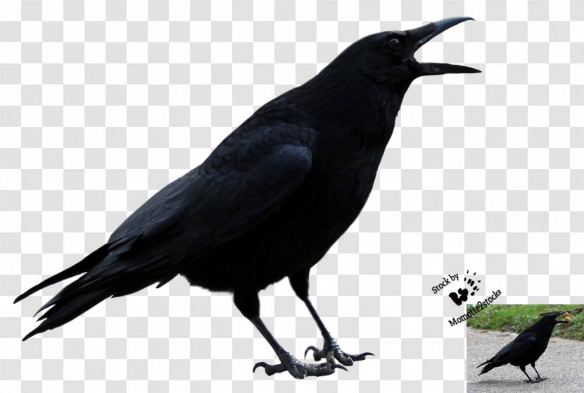 American Crow Rook New Caledonian Common Raven - Bird - 71 Transparent PNG