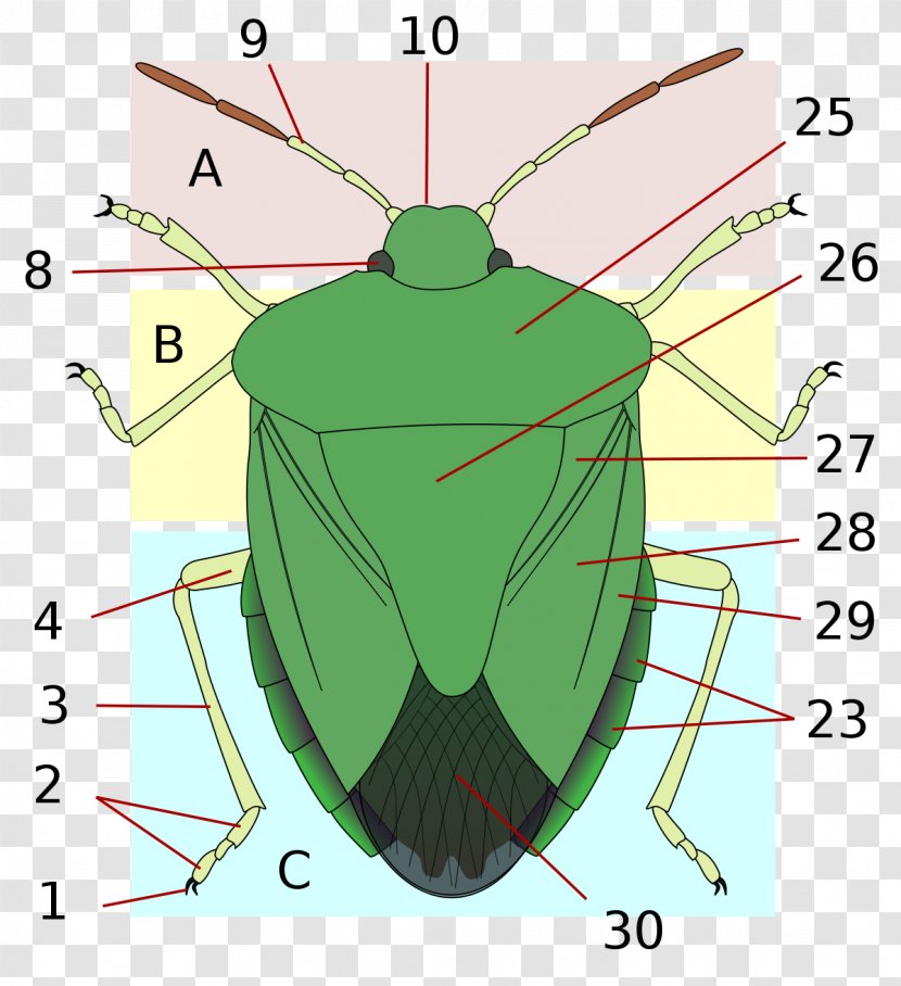 Insect Wing Stink Bugs Heteroptera Brown Marmorated Bug - Cartoon - Acorn Squash Transparent PNG