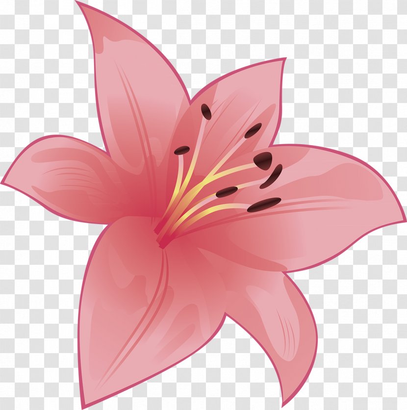 Cut Flowers Flowering Plant Petal - Pink M - Lily Transparent PNG