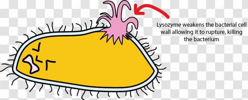 Lysozyme Bacterial Cell Structure Saliva - Frame - Bacteria And Tooth Transparent PNG