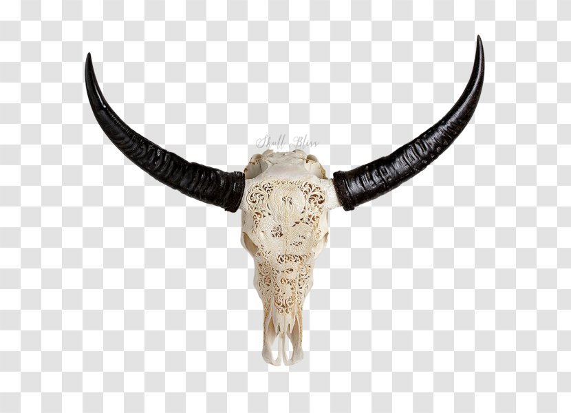 Horn Cattle Skull African Buffalo Water - Antique Transparent PNG
