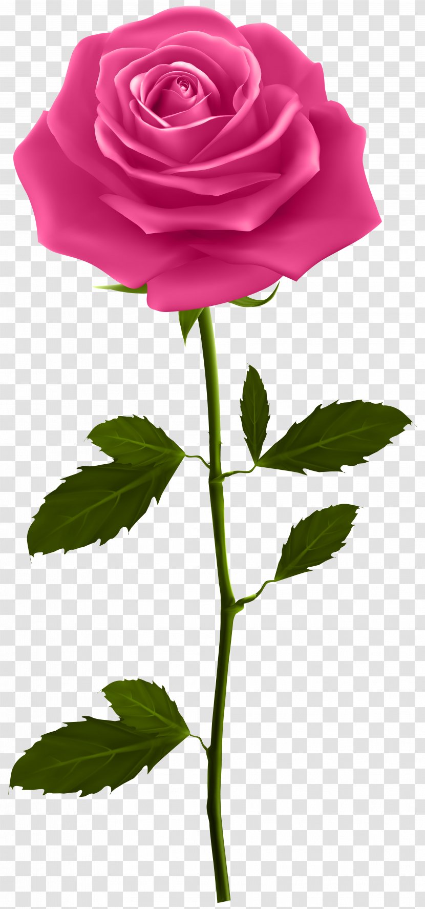 Rose Plant Stem Clip Art - Order - Pink With Image Transparent PNG