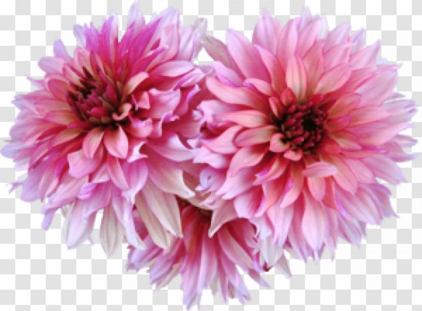 Dahlia Image GIF Drawing - Blog - Flowerpot Transparent PNG