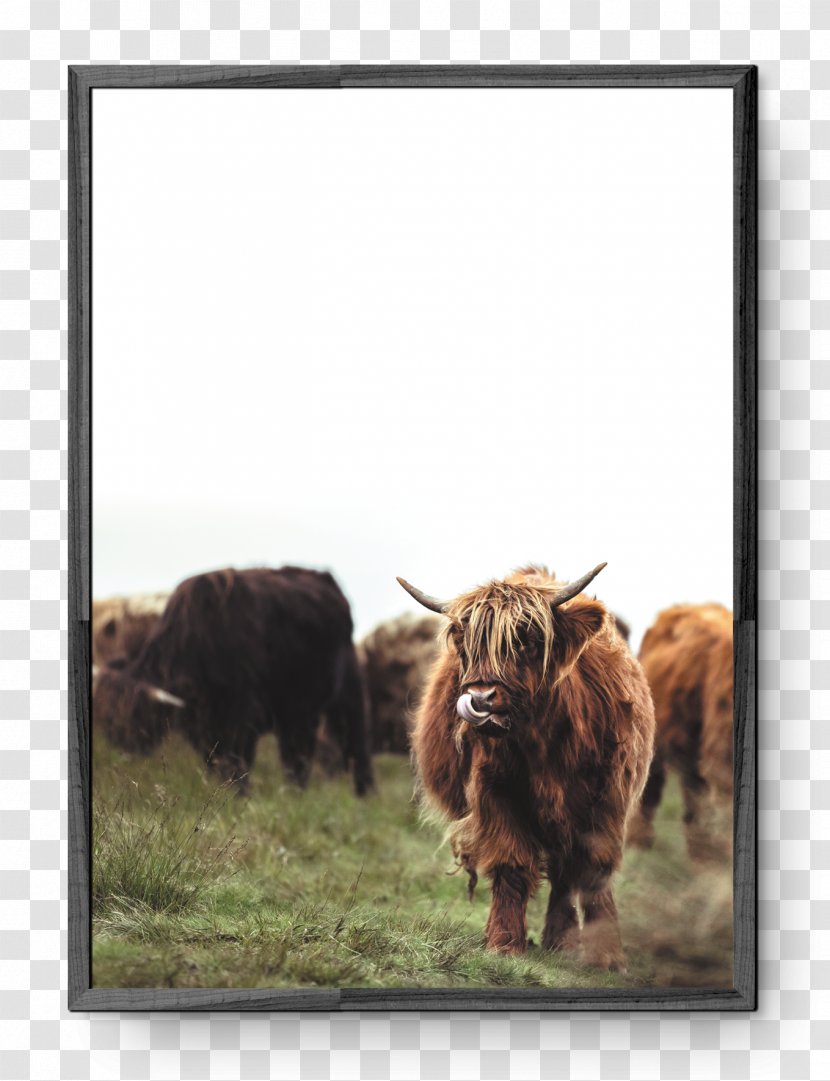 Highland Cattle Scotland Intact GmbH - Wildlife - Cow Transparent PNG