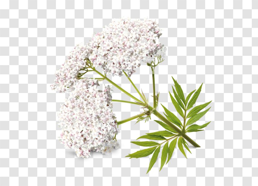 Tea Valerian Dm-drogerie Markt Rossmann Drugstore - Valeriana Transparent PNG