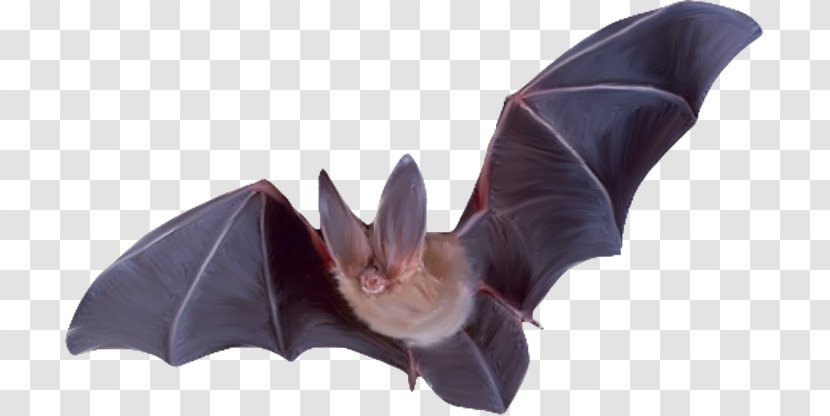 Bat Flight Raccoons Mammal - Creative Transparent PNG