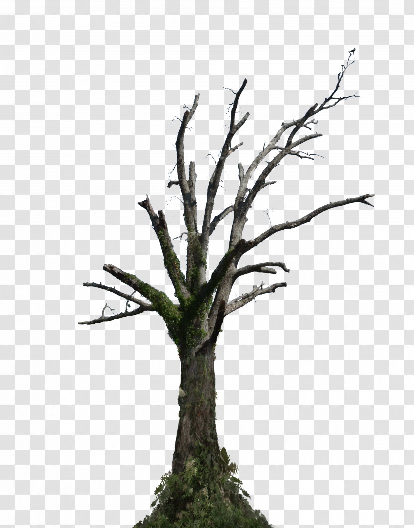 Tree Root Branch Snag - Plant - Dead Transparent PNG