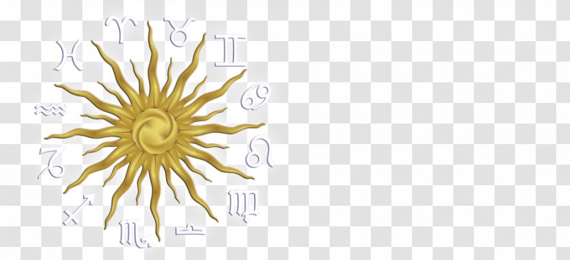 Dandelion Chrysanthemum Desktop Wallpaper Sunflower M Font - Psychic Reading Transparent PNG