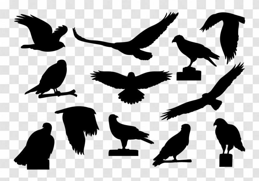 Vulture Fauna Font Silhouette Beak - Crowlike Bird Transparent PNG