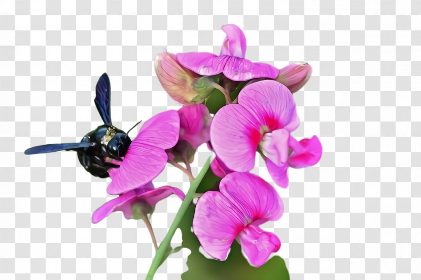 Flower Flowering Plant Violet Everlasting Sweet Pea - Moth Orchid Transparent PNG