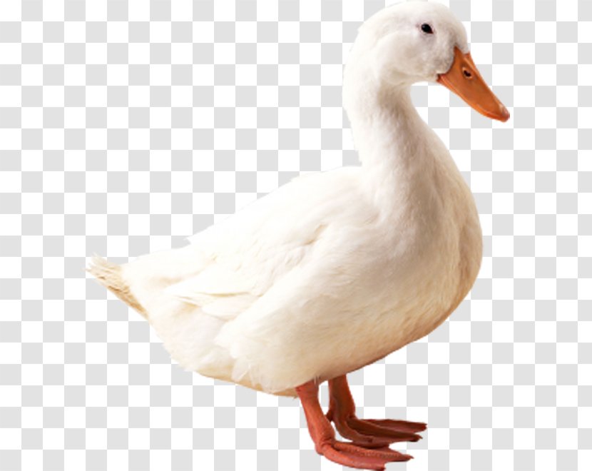American Pekin Indian Runner Duck Mallard Goose - Great White Transparent PNG