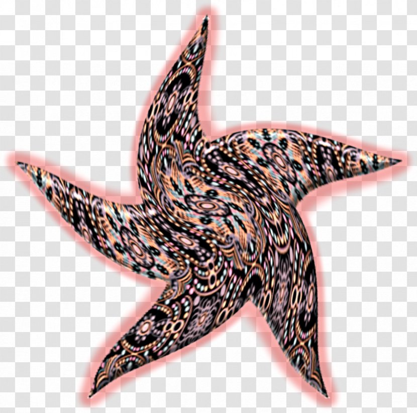 Starfish Echinoderm - Marine Invertebrates Transparent PNG