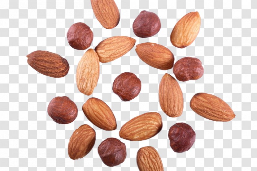 Hazelnut Dried Fruit Almond - Food - Nuts Transparent PNG