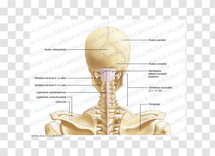 Posterior Triangle Of The Neck Cervical Vertebrae Bone Head And Anatomy - Flower - Skull Transparent PNG