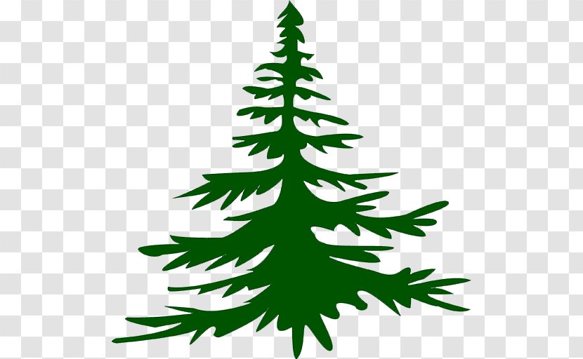 Christmas Tree Spruce Fir Pine Twig - White Transparent PNG
