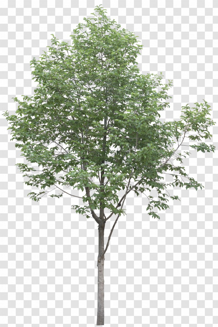 Plane Trees Populus Alba Plant - Highres Transparent PNG