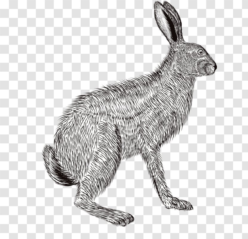 Domestic Rabbit European Hare Pencil Sketch - Drawing Transparent PNG