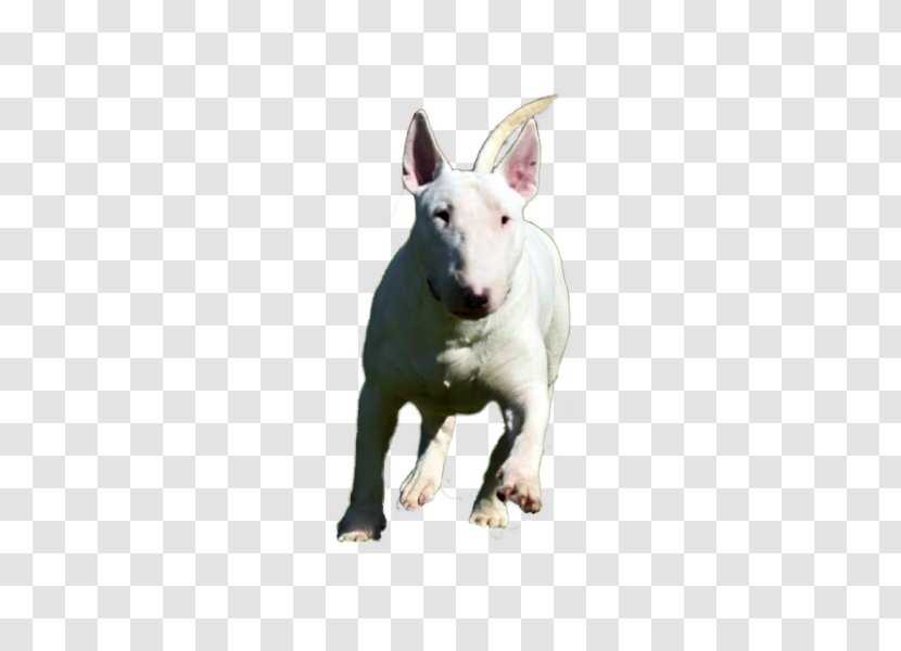 Miniature Bull Terrier And Old English White Transparent PNG