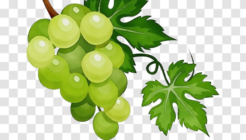 Grape Leaves Seedless Fruit Grapevine Family Plant - Flowering Food Transparent PNG