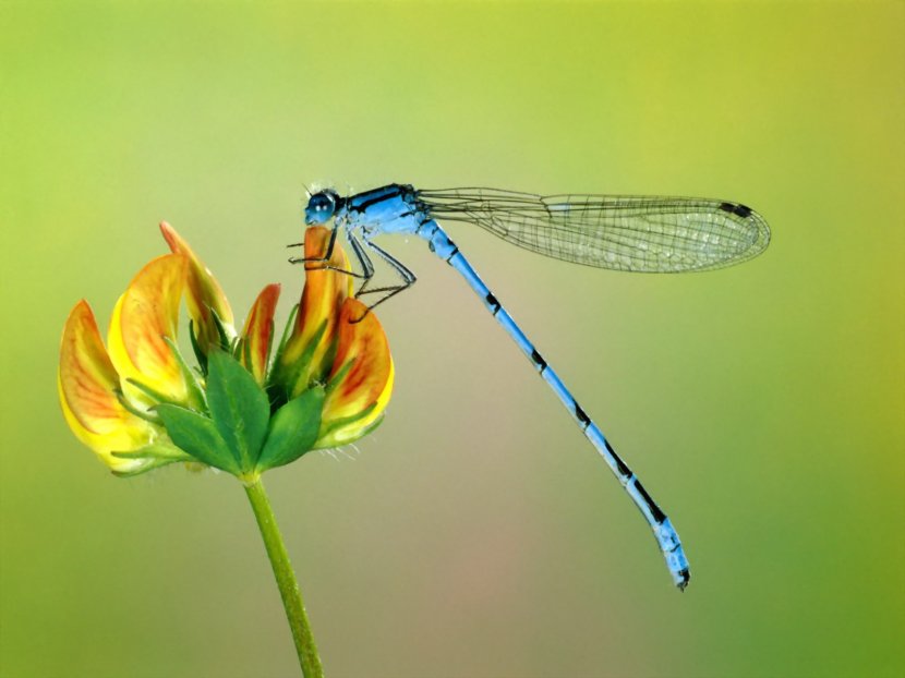 Insect Dragonfly Desktop Wallpaper Animal Damselfly - Macro Photography Transparent PNG