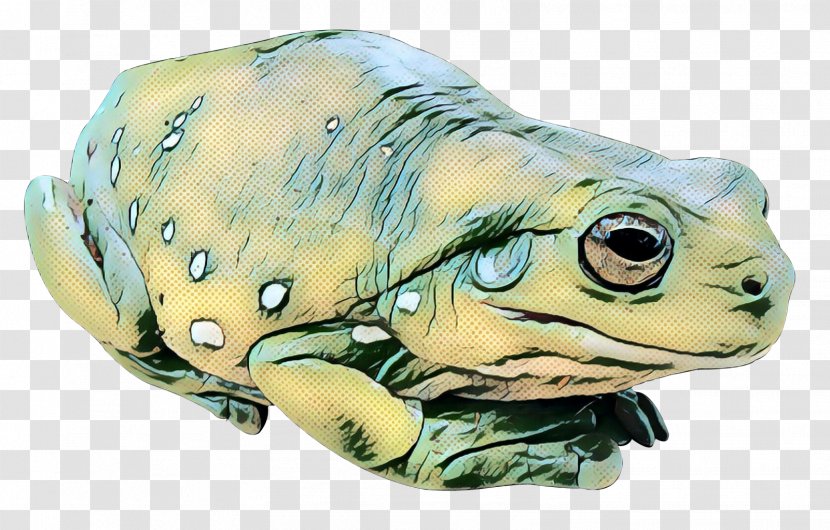 True Frog Toad Turtle Tree - Terrestrial Animal - Figurine Transparent PNG