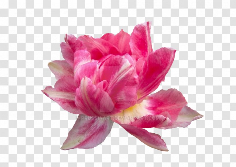 Pink Flowers Peony Petal Clip Art - Peonies Transparent PNG
