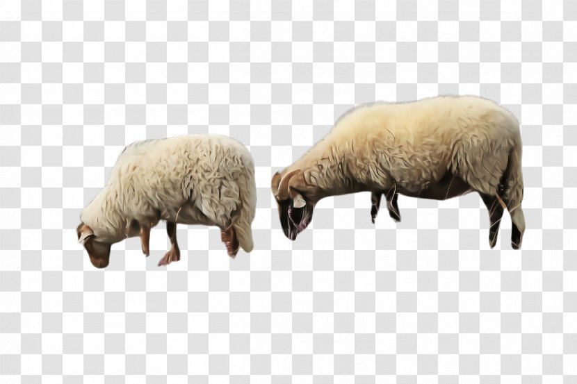 Sheep Snout Livestock Animal Figure - Grazing Cowgoat Family Transparent PNG