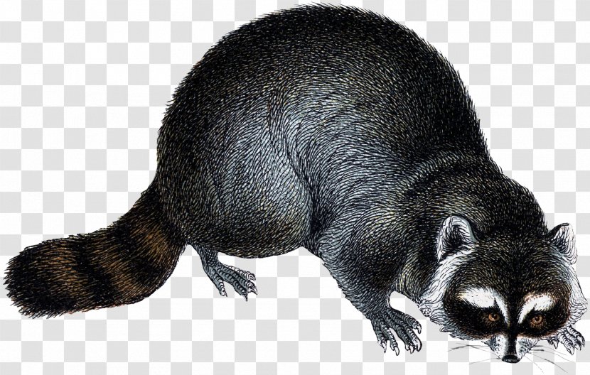 Viverrids Raccoon Rodent Fur Mustelids - Carnivoran - Woodland Fairy Transparent PNG