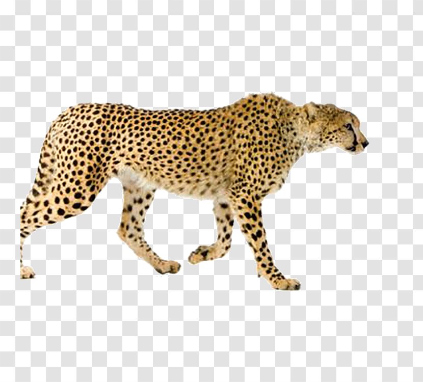 Maasai Mara Leopard Asiatic Cheetah Cat Stock Photography - South African Transparent PNG